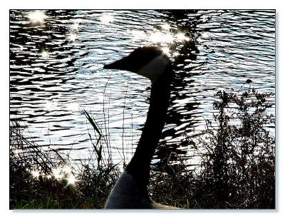Strollin'by Bev Brink