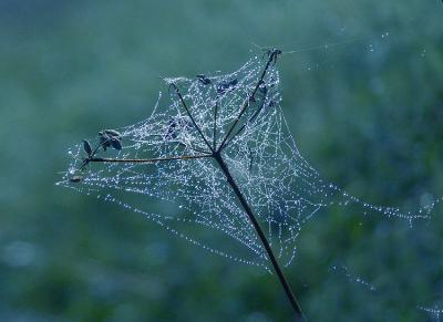 Diamonds and Laceby Penelope