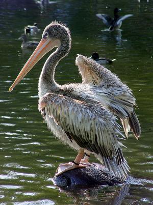 Pelican Fluffedby Marcus