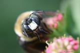 Bee Teeth?