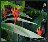 heliconia<br>by Michael Puff
