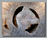 <B>Worm-eaten</B> *