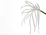 <b>7th (tie)</b><br>Spider Lily