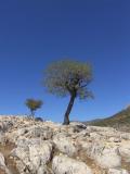 Mycenae