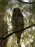 Powerful Owl