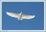 Backlit Angel<br>by Markjay