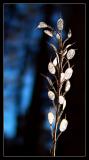 4th place<br>The Weed<br> by mlynn