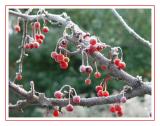 <b><i>2nd - </i>Mother Natures Ornaments</b><br>by Bev Brink