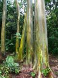 Rainbow Eucalyptus