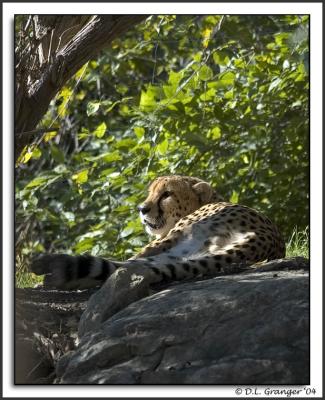 zoo_cheetah_DSC5988.jpg