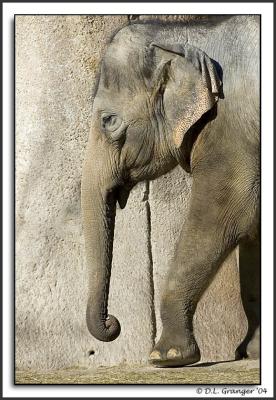 zoo_elephant_DSC6009.jpg