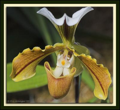 Orchid_D2X_0418.jpg