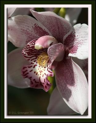 Orchid_D2X_0426.jpg