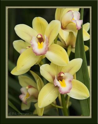 u49/stl_don/medium/40905650.Orchid_D2X0283.jpg