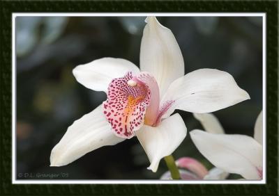 Orchid_D2X0413.jpg