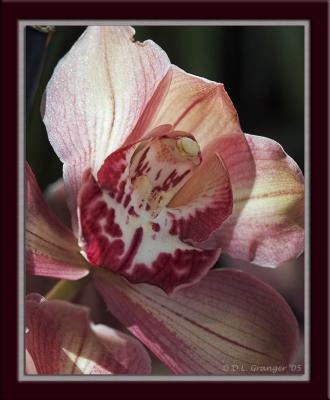 Orchid_D2X_0531.jpg