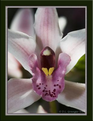 Orchid_D2X_0556.jpg