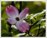 dogwood_1120.jpg