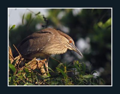 Juvenile Night Heron