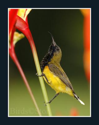 Male Olive-backed Sunbird