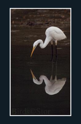 Great Egret Reflection