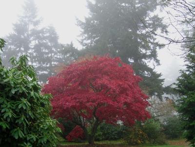 Red Maple in the Fog
