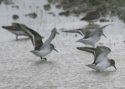 u49/sue_p/medium/36503715.1116dunlins2053.jpg