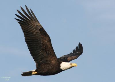 3-14 eagle 3601.jpg
