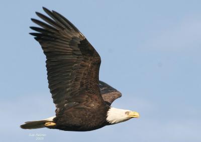 3-14 eagle 3604.jpg