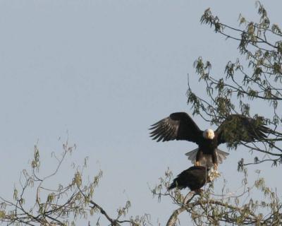 3-14 eagles 3638.jpg