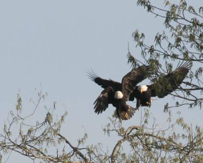 3-14 eagles 3641.jpg