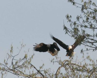 3-14 eagles 3642.jpg