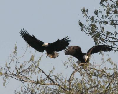 3-14 eagles 3643.jpg