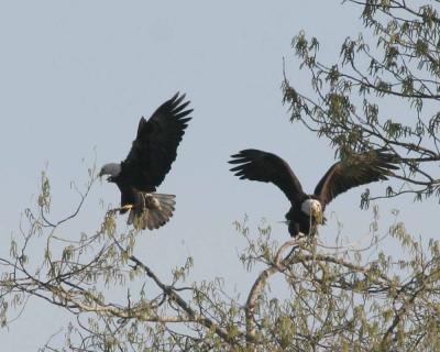 3-14 eagles 3644.jpg