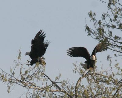 3-14 eagles 3645.jpg