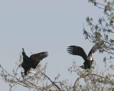 3-14 eagles 3646.jpg