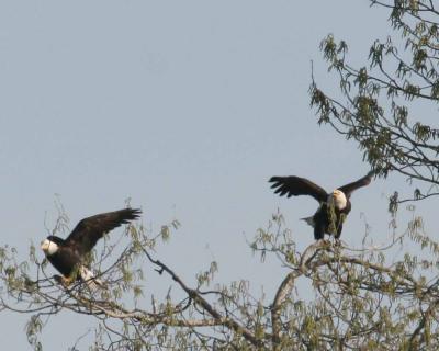 3-14 eagles 3648.jpg