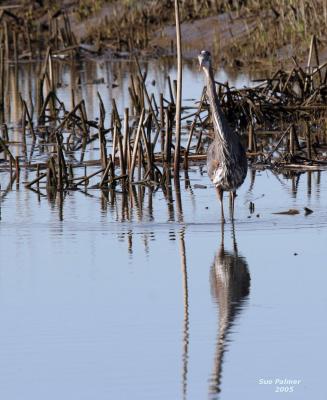 3-14 heron 3698.jpg