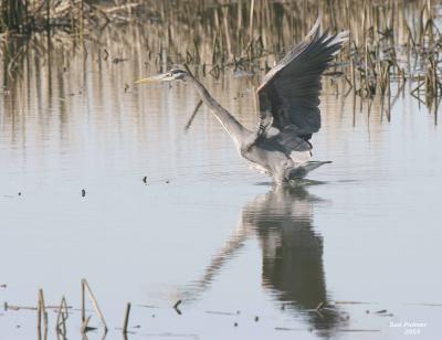 3-14 heron 3702.jpg
