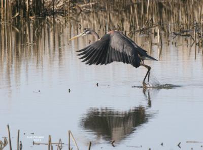 3-14 heron 3703.jpg