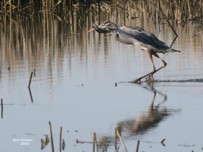 3-14 heron 3704.jpg
