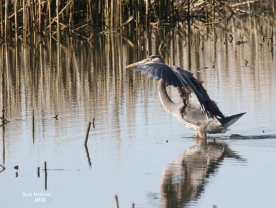 3-14 heron 3706.jpg