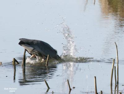 3-14 heron 3723.jpg