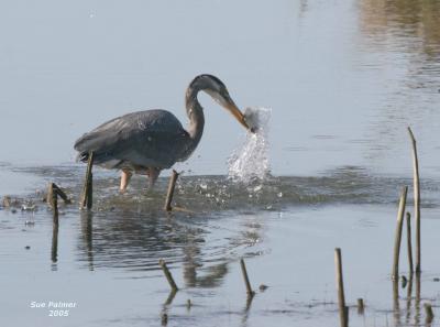 3-14 heron 3725.jpg