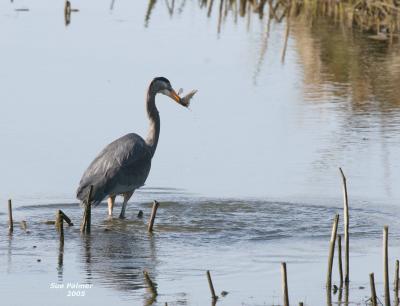 3-14 heron 3729.jpg
