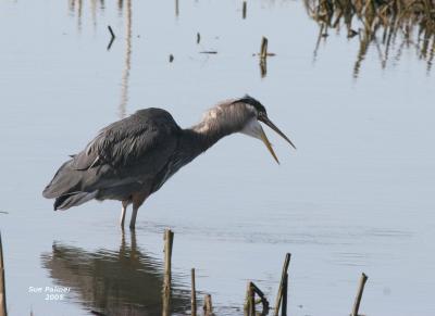 3-14 heron 3759.jpg