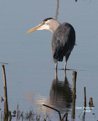 3-14 heron 3760.jpg