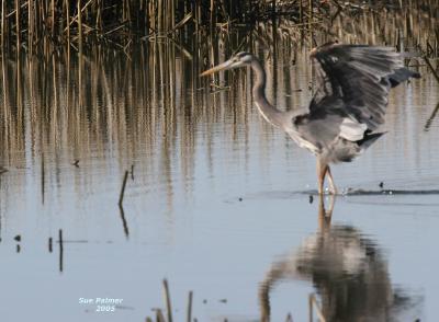 3-14 heron  3705.jpg