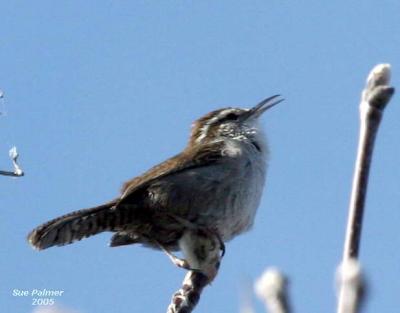 3-14 marsh wren 3659.jpg