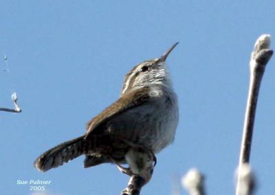 3-14 marsh wren 3660.jpg